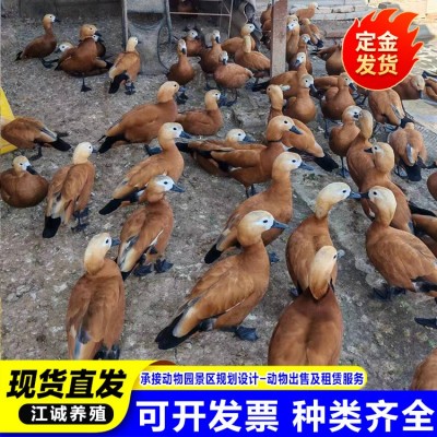 园林观赏鸭水禽赤麻鸭活体 赤麻鸭的养殖场 各种观赏鸭活体鸭子图4