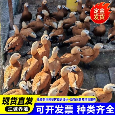 园林观赏鸭水禽赤麻鸭活体 赤麻鸭的养殖场 各种观赏鸭活体鸭子图2