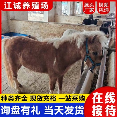动物园观赏成年矮脚马活体 出售国产能骑乘的矮马 家养宠物迷你马图4