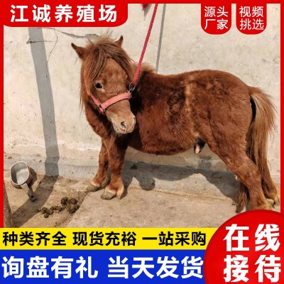动物园观赏成年矮脚马活体 出售国产能骑乘的矮马 家养宠物迷你马图2