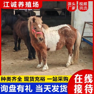 动物园观赏成年矮脚马活体 出售国产能骑乘的矮马 家养宠物迷你马图3