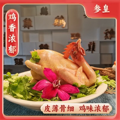 广西三黄鸡老母鸡农家土鸡整鸡冷冻黄油鸡煲汤火锅食材商 用批发图2