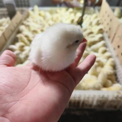半斤重一斤重白羽鸡苗生态散养脱温批发土鸡白毛公鸡苗图4