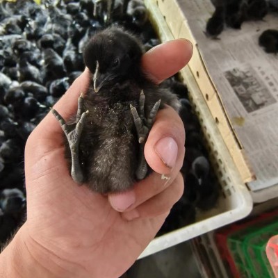 脱温五黑鸡活苗活体散养孵化场农村养鸡五黑脱温鸡苗图4