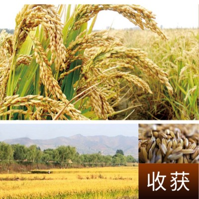 广西象牙香米25kg50斤厂家批发代发直发团购优惠图4