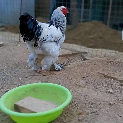 婆罗门鸡活苗小鸡幼仔大型巨型婆罗门鸡纯种种鸡鸡苗梵天鸡种蛋图4