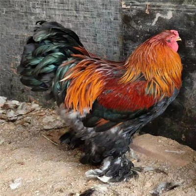 纯种巨型观赏婆罗门鸡苗幼苗 脱温婆罗门鸡苗活体可孵化价格图2