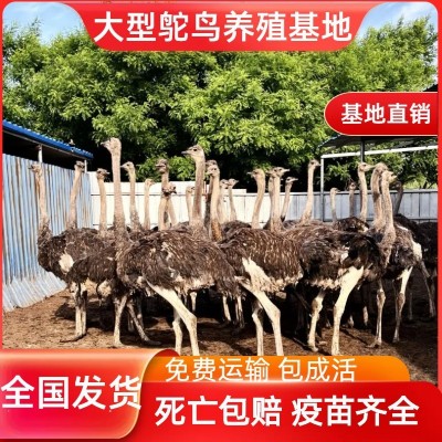 鸵鸟活体非洲小鸵鸟苗幼苗幼崽一对活物澳洲种驼鸟批发 养殖幼鸟图4