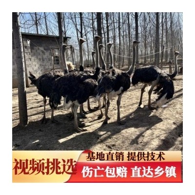 鸵鸟活体非洲小鸵鸟苗幼苗幼崽一对活物澳洲种驼鸟批发 养殖幼鸟图2