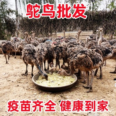 鸵鸟活体幼苗一对活苗驼鸟幼崽公母批发澳洲脱温小鸸鹋活物养殖宠图4