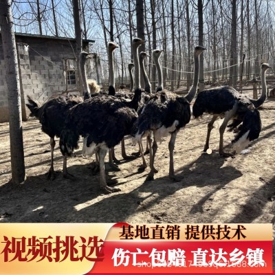 鸵鸟活体幼苗一对活苗驼鸟幼崽公母批发澳洲脱温小鸸鹋活物养殖宠图3