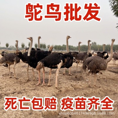鸵鸟活体幼苗一对活苗驼鸟幼崽公母批发澳洲脱温小鸸鹋活物养殖宠图2