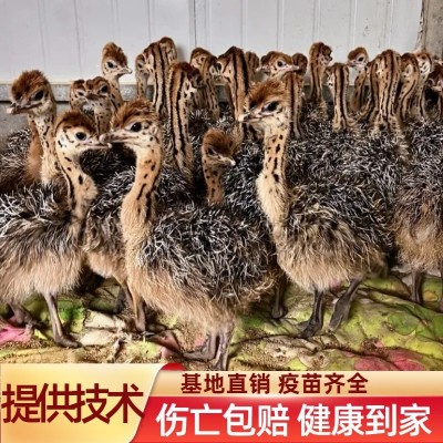 非洲鸵鸟活体小鸵鸟苗幼苗幼崽一对澳洲种鸵鸟批发鸵鸟蛋繁殖幼鸟