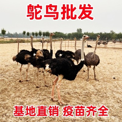 非洲鸵鸟活体小鸵鸟苗幼苗幼崽一对澳洲种鸵鸟批发鸵鸟蛋繁殖幼鸟图3