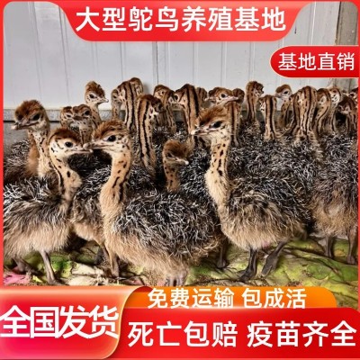 鸵鸟幼崽活苗一对公母幼苗活体脱温一二三月非洲成年澳洲鸸鹋养殖图2