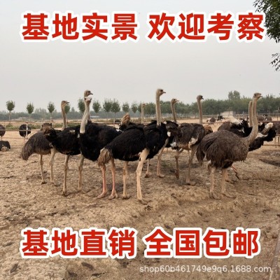鸵鸟幼崽活苗一对公母幼苗活体脱温一二三月非洲成年澳洲鸸鹋养殖图3