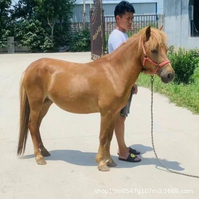成年德保矮马母马多少钱 景区用训好的袖珍马价格 回收小马驹活马图3