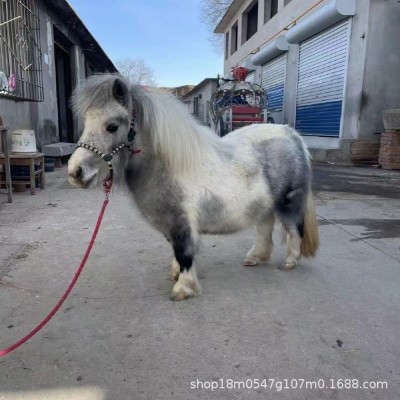 成年德保矮马母马多少钱 景区用训好的袖珍马价格 回收小马驹活马图2