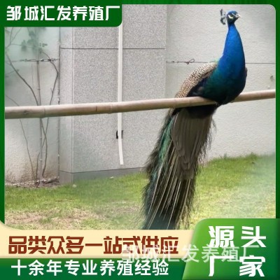 孔雀活体直售批发 纯种蓝孔雀 花孔雀成年观赏孔雀苗脱温出售图4