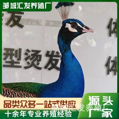 孔雀活体直售批发 纯种蓝孔雀 花孔雀成年观赏孔雀苗脱温出售图2