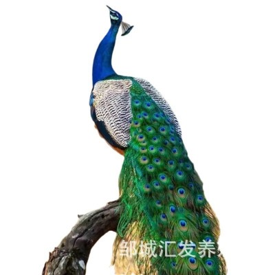 孔雀活体直售批发 纯种蓝孔雀 花孔雀成年观赏孔雀苗脱温出售图5