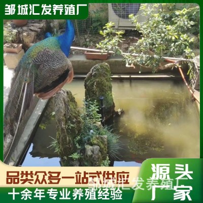 孔雀活体直售批发 纯种蓝孔雀 花孔雀成年观赏孔雀苗脱温出售图3