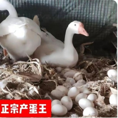 正宗三花大白鹅活苗灰鹅苗土鹅苗 三花鹅幼苗四季产蛋鹅鹅苗价格图4
