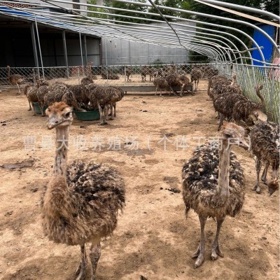养殖场批发出售非洲鸵鸟活体小鸵鸟苗幼苗幼崽一对澳洲种鸵鸟价格图4