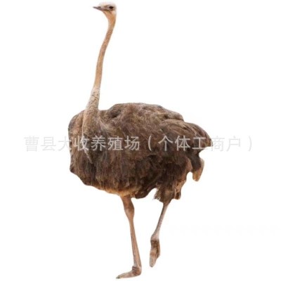 养殖场批发出售非洲鸵鸟活体小鸵鸟苗幼苗幼崽一对澳洲种鸵鸟价格图5