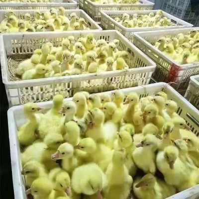 批发出售活体大种家养活体鹅苗四季产蛋鹅散养四季白鹅苗灰鹅苗图4