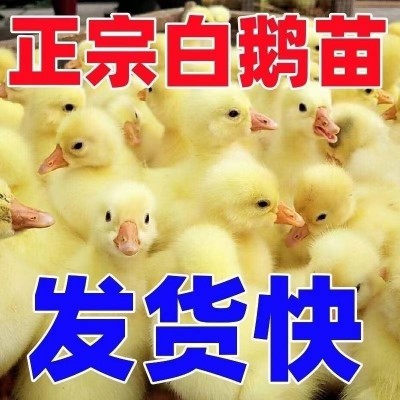 批发出售活体大种家养活体鹅苗四季产蛋鹅散养四季白鹅苗灰鹅苗图3