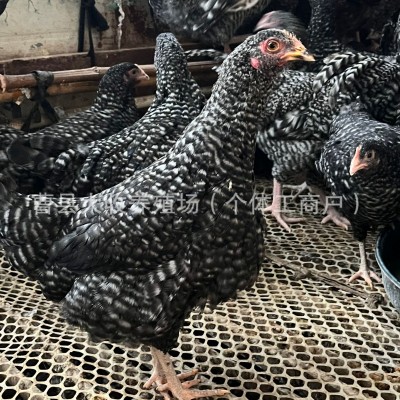 芦花鸡活鸡半大脱温芦花鸡活体高产绿壳蛋小鸡散养芦花鸡图2