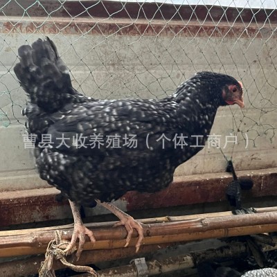 芦花鸡活鸡半大脱温芦花鸡活体高产绿壳蛋小鸡散养芦花鸡图3