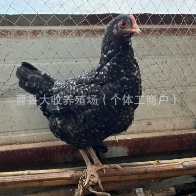 芦花鸡活鸡半大脱温芦花鸡活体高产绿壳蛋小鸡散养芦花鸡图4