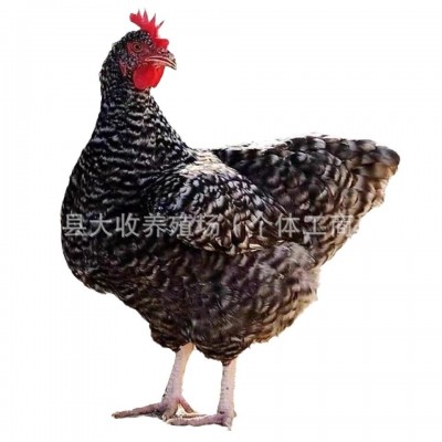 芦花鸡活鸡半大脱温芦花鸡活体高产绿壳蛋小鸡散养芦花鸡图5