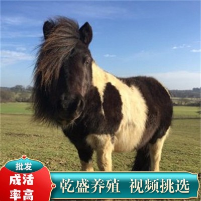 矮马活体宠物马德保矮马幼崽迷你宠物小矮马儿童骑乘真马矮马活物图2
