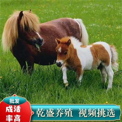 矮马活体宠物马德保矮马幼崽迷你宠物小矮马儿童骑乘真马矮马活物图3