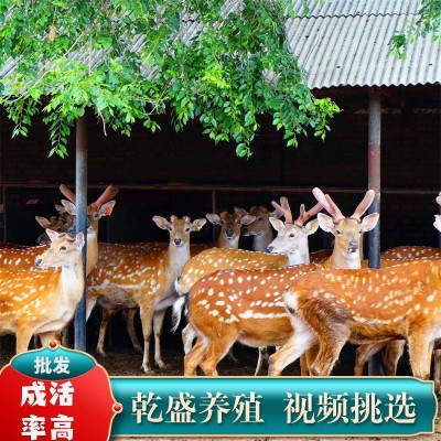 梅花鹿活物幼崽出售景区观赏小鹿活苗一对家养宠物成年种公鹿养殖图4