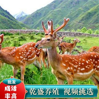 梅花鹿活物幼崽出售景区观赏小鹿活苗一对家养宠物成年种公鹿养殖图3