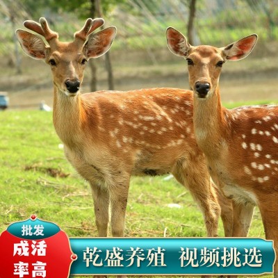 梅花鹿活物幼崽出售景区观赏小鹿活苗一对家养宠物成年种公鹿养殖图5