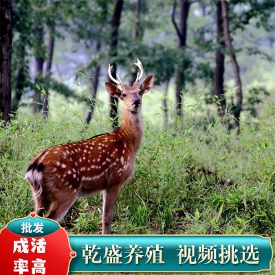 梅花鹿活物幼崽出售景区观赏小鹿活苗一对家养宠物成年种公鹿养殖图2
