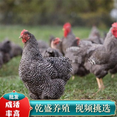小鸡活苗纯种一斤汶上芦花鸡活苗绿壳蛋鸡青年鸡黑芦花鸡活体包活图2