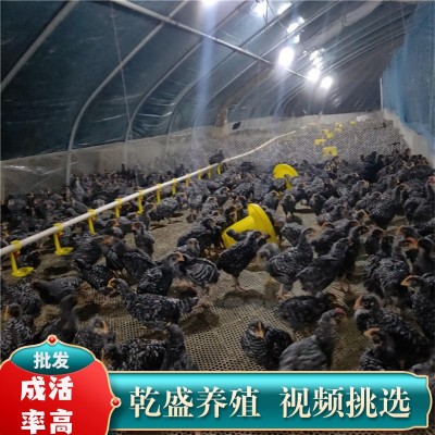 小鸡活苗纯种一斤汶上芦花鸡活苗绿壳蛋鸡青年鸡黑芦花鸡活体包活图3