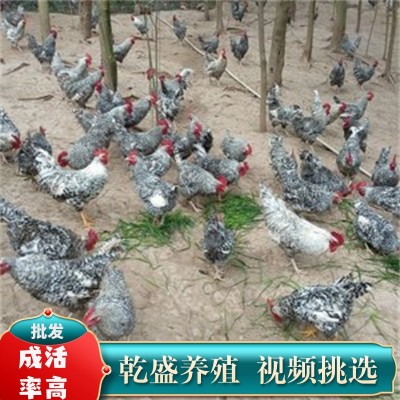 小鸡活苗纯种一斤汶上芦花鸡活苗绿壳蛋鸡青年鸡黑芦花鸡活体包活图4