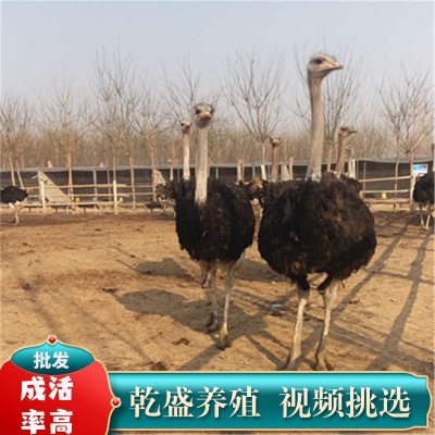 非洲鸵鸟幼苗一对活体驼鸟幼崽公母脱温澳洲鸸鹋成年种鸟销售图2