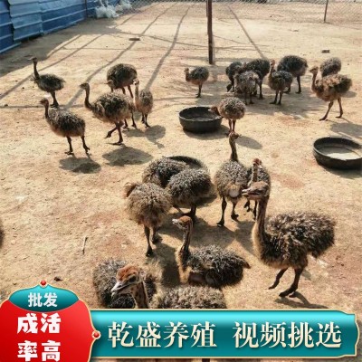 非洲鸵鸟幼苗一对活体驼鸟幼崽公母脱温澳洲鸸鹋成年种鸟销售图5