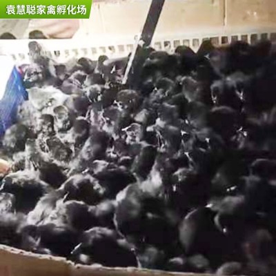 林地散养五黑绿壳蛋鸡苗 脱温黑土鸡苗五黑绿壳蛋鸡乌鸡苗供应图2