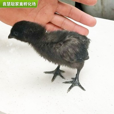 林地散养五黑绿壳蛋鸡苗 脱温黑土鸡苗五黑绿壳蛋鸡乌鸡苗供应图3