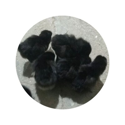 小鸡苗厂家批发黑鸡幼苗 产绿壳蛋五黑鸡 脱温五黑鸡小鸡幼苗图5