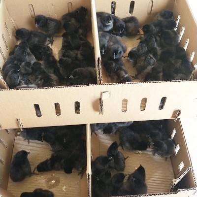 小鸡苗厂家批发黑鸡幼苗 产绿壳蛋五黑鸡 脱温五黑鸡小鸡幼苗图3
